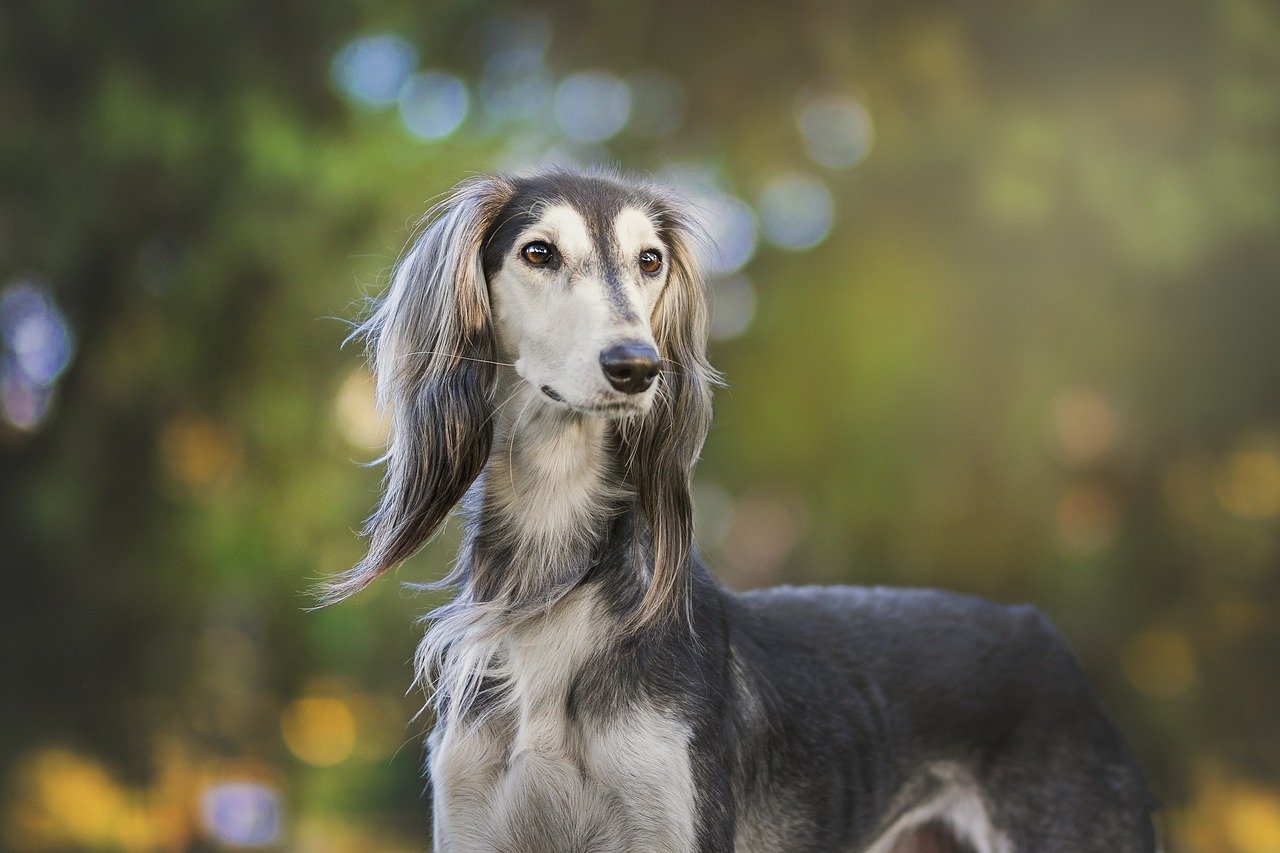 skinny dog breeds